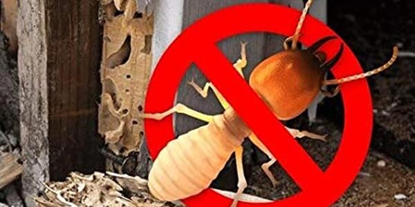 Termite-Control